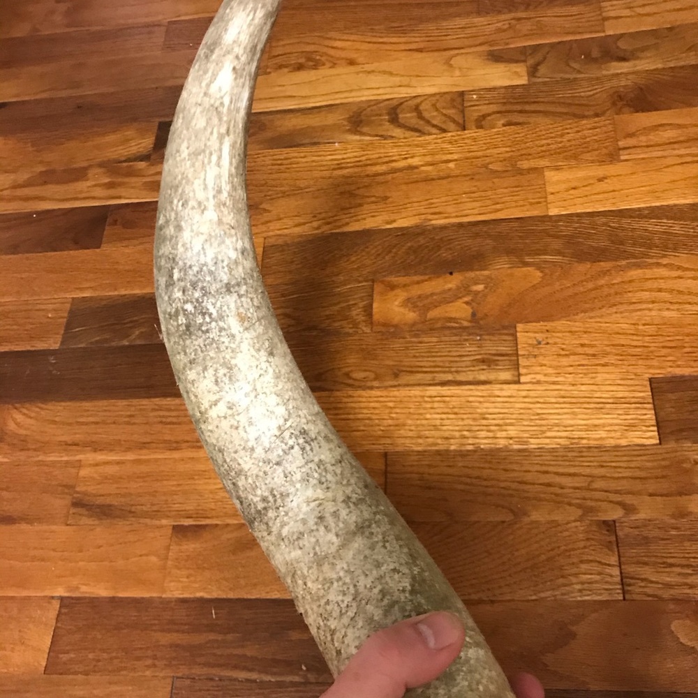 Cattle horns and deer antlers